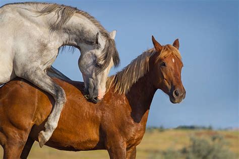 Horse mating: Understanding the science behind。